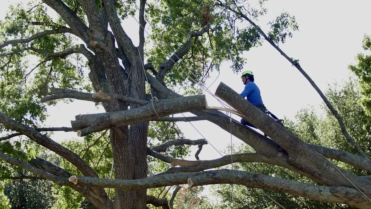 Professional Hazardous Tree Removal performed by certified arborists in Windsor Mill